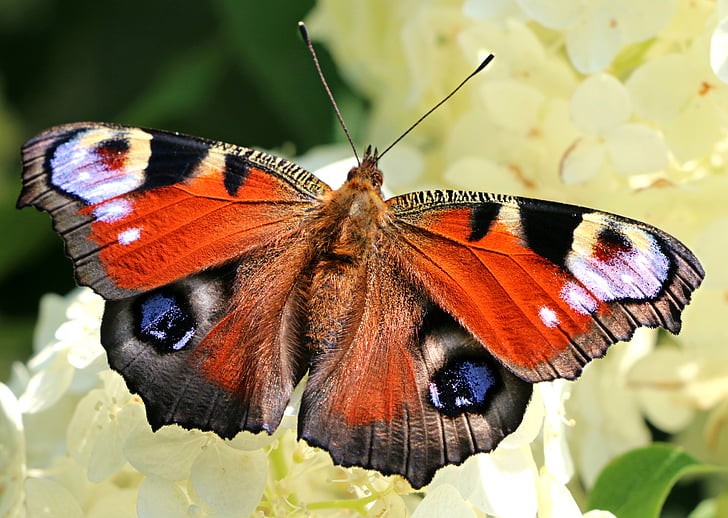 peacock butterfly perched on white cluster petaled flower in closeup photography