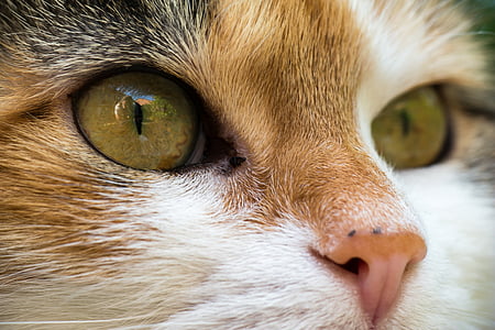 close-up photo of calico cat ee