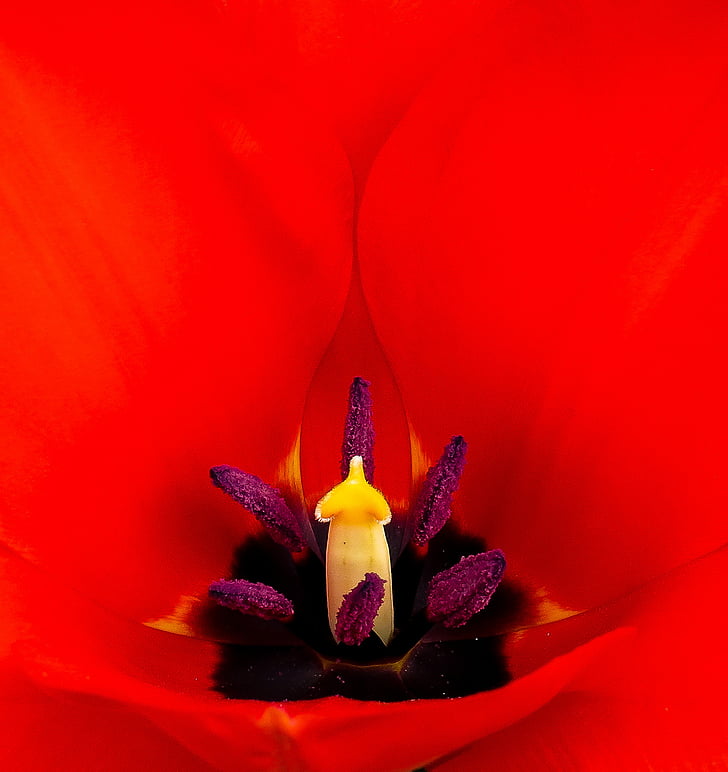 macro photography of red petaled flower pollen