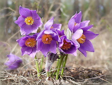purple Pulsatilla flowers selective focus photography