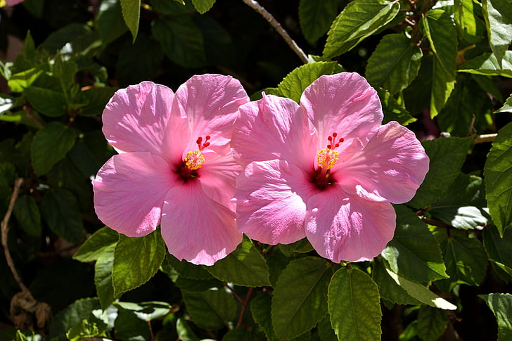pink Hibiscus flowers