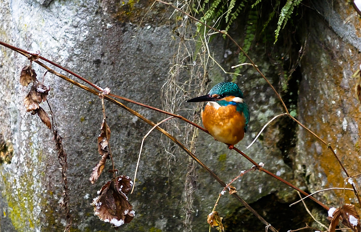 river kingfisher perched on brown stem of plant
