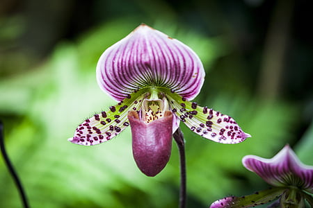 purple pitcher plant