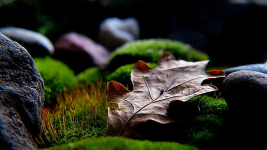 micro photograph of dried brown leaf on mossy ground surrounded by rocks