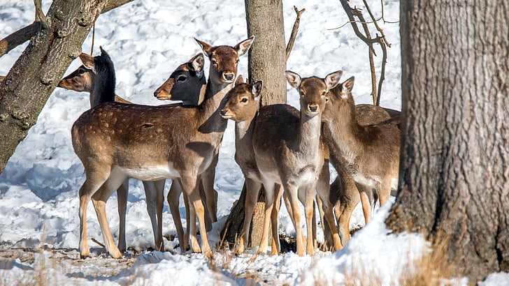 herd of young deers in the middle of trees on snowy field
