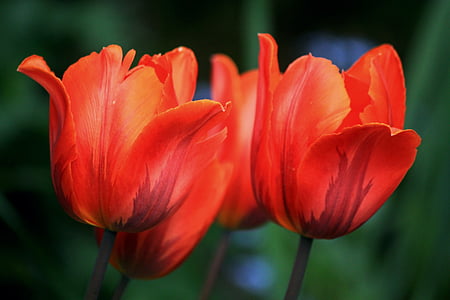 red tulip flowers in bloom