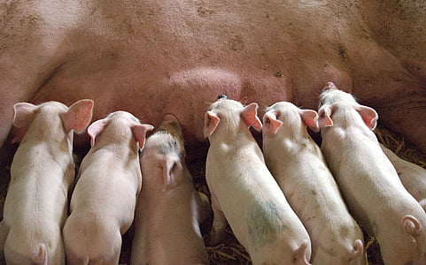 pig feeding her piglets