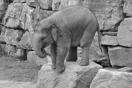 elephant on stone
