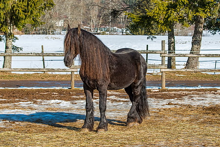 black horse during daytime