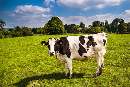 cow standing on green grass field