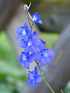 focus photo of blue petaled flowers