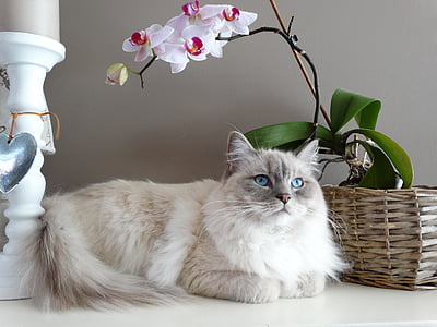 white Persian cat lying beside brown basket