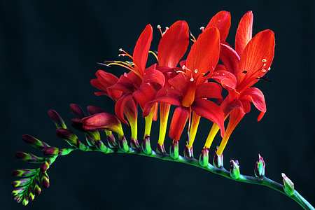red freesia flowers macro photography