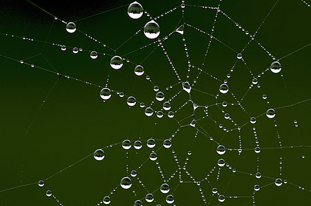spider web with rain droplets