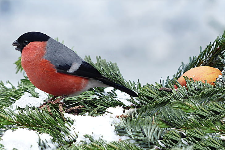red and gray bird pearched on pine leaf