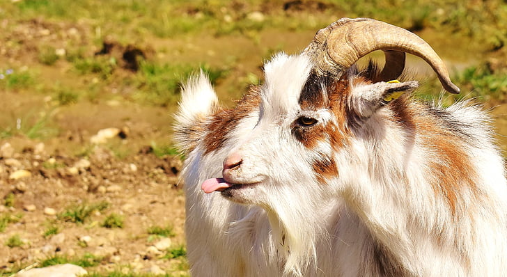 white and brown goat in brown open field