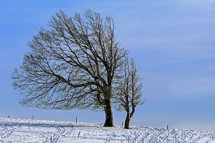 two leafless trees with coated snow pathway