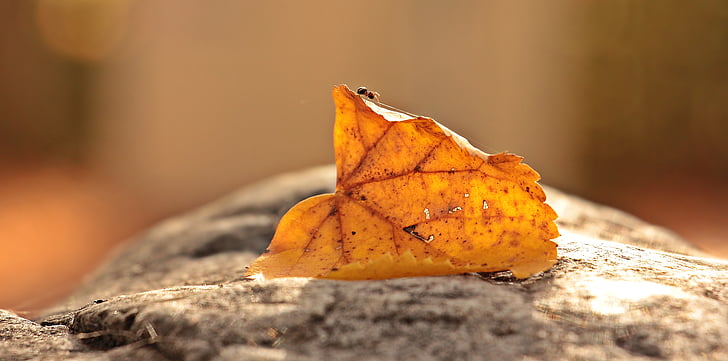 photo of dried leaf fallen on gray surface in selective focus photography