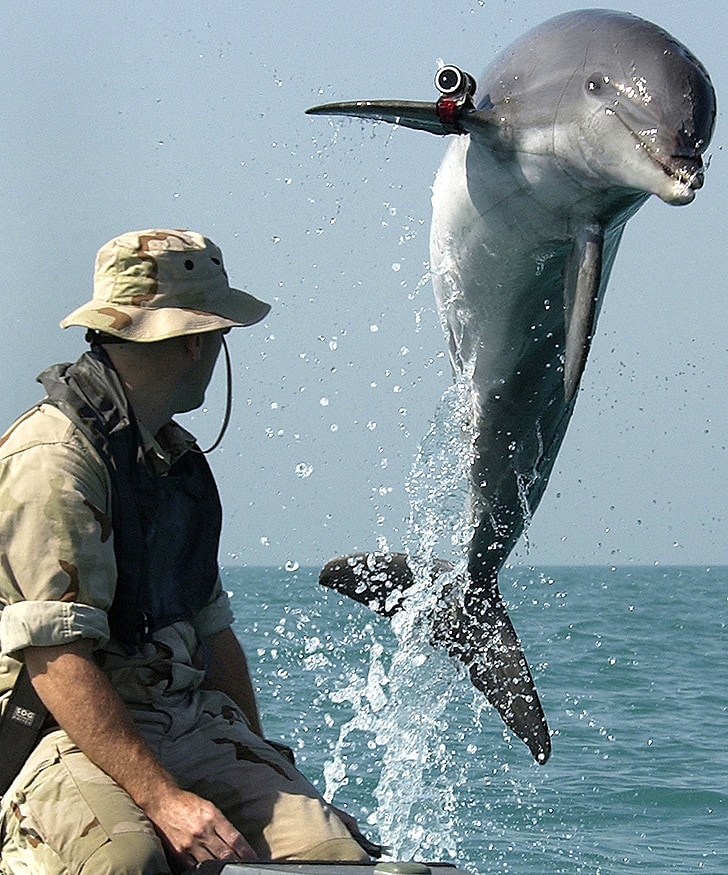 man sitting on boat near playing tricks dolphin