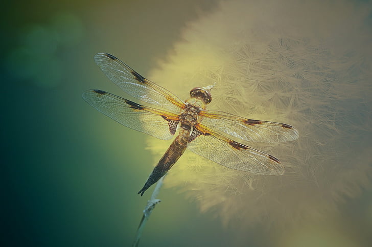 yellow and black skimmer dragonfly perching on dandelion in close-up photography
