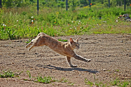 orange tabby cat running on field