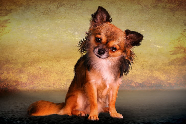 long-coated brown and black Chihuahua