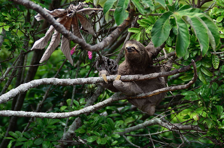 sloth animal on branch