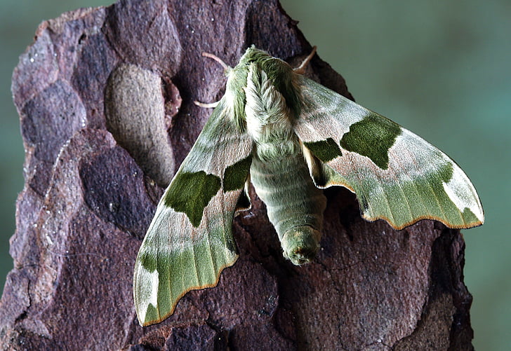pandora hawk moth perched on brown surface in closeup photography