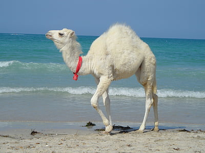 white camel walking on seashore