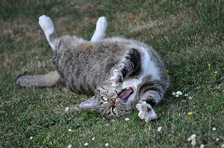 brown tabby cat laying on grass