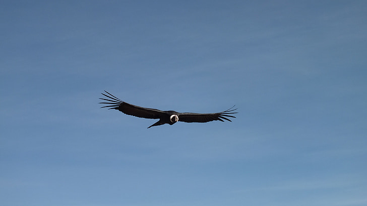 black and white eagle flying on air under blue sky