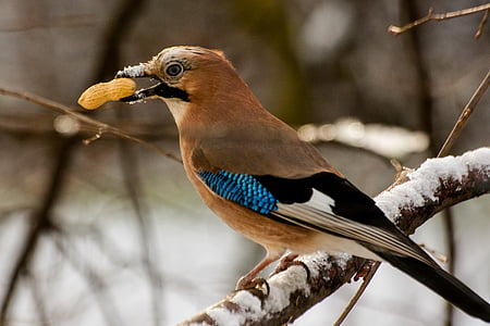 brown, black, and blue bird perched on branch