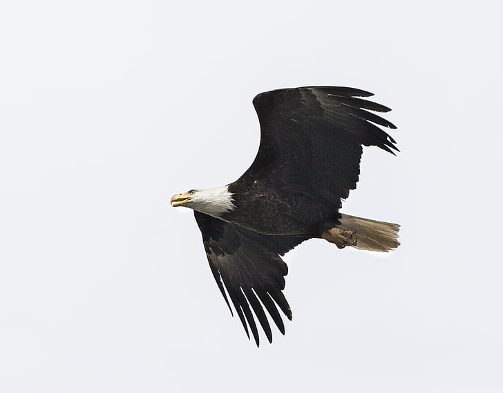 photo of bald eagle flying during daytime