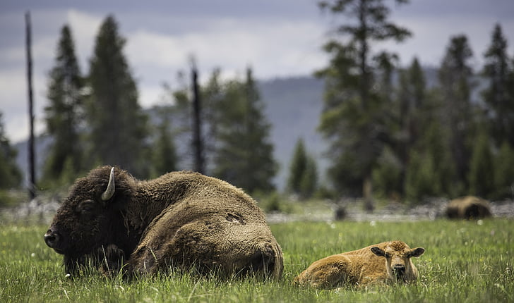 shallow focus photography of bison lying on green grass