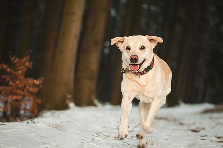 adult yellow Labrador retriever running on road on selective focus photography