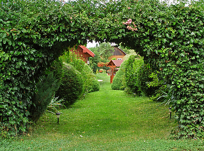 garden with green bushes