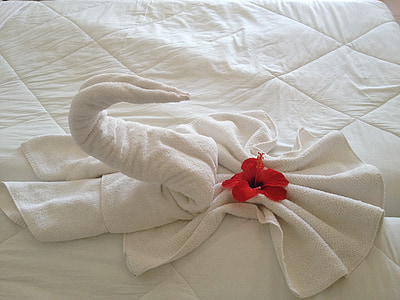 red hibiscus on white towel close up photo