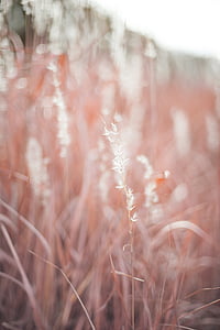 white grass field in closeup photography