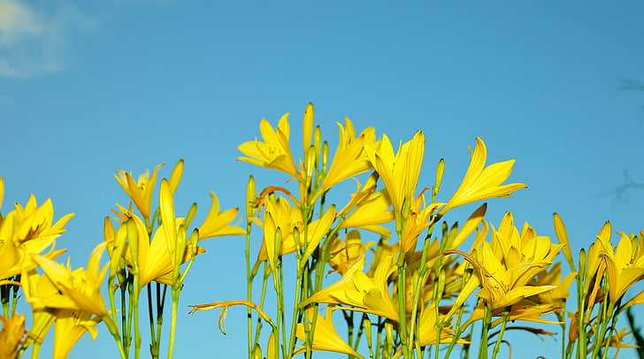 yellow petaled flowers under blue and white sky