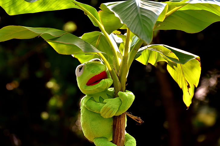 Kermit the frog hugging banana tree