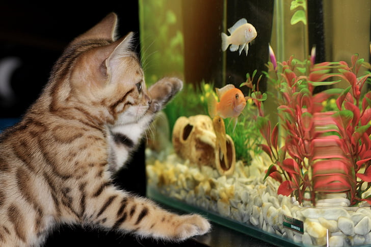 photo of brown tabby kitten looking at fish tank