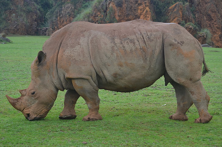 brown rhinoceros walking during daytime