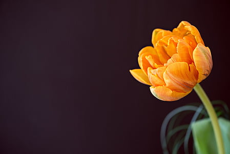 orange tulip in bloom close up photo