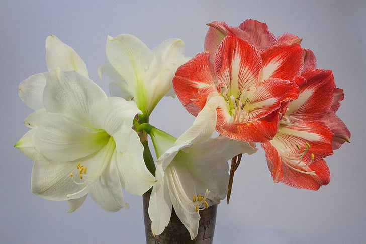 white and red amaryllis flowers in bloom