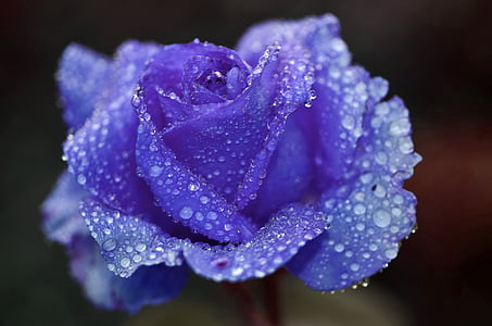 closeup photography of purple rose with water dew