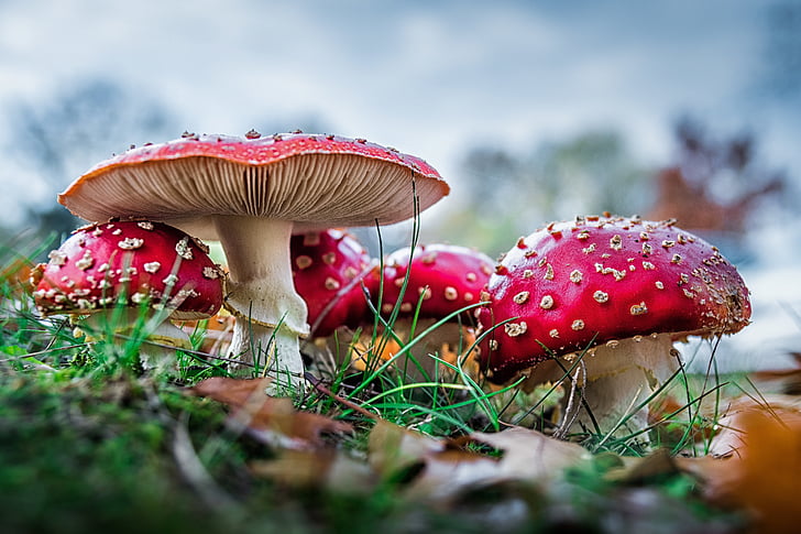 selective focus photography of red mushroom on grass field