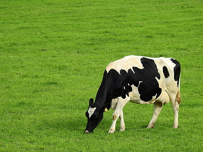 black and white cow eating grasses