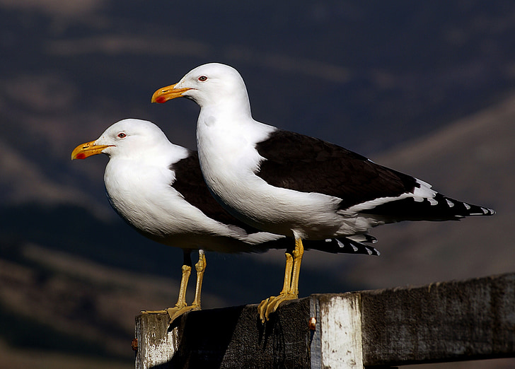 two ring-billed gulls perched on gray wooden railings