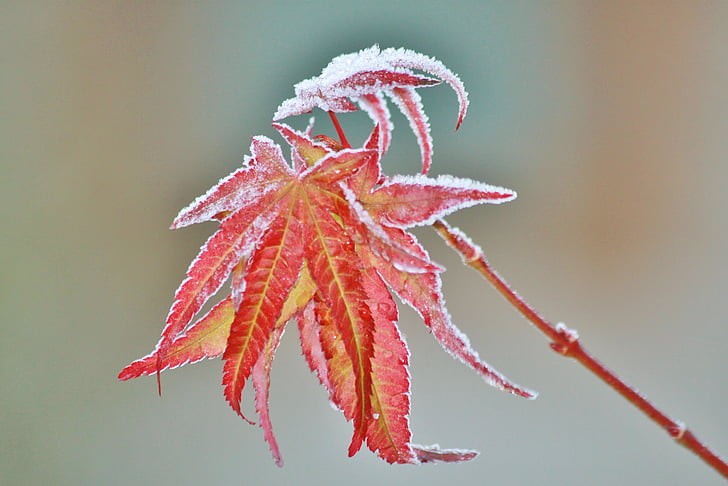 focus photography of red leaf plant