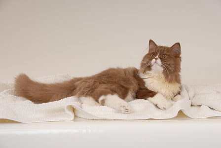 white and brown Persian cat lying on white towel